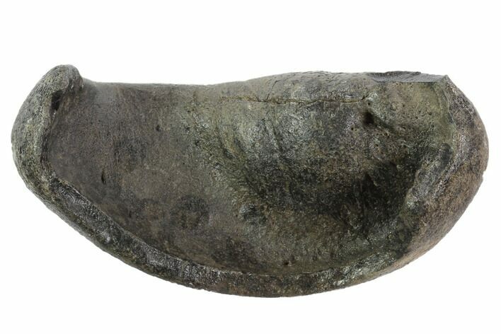 Fossil Whale Ear Bone - Miocene #95734